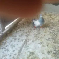 کبوتر|پرنده|شیراز, وزیرآباد|دیوار