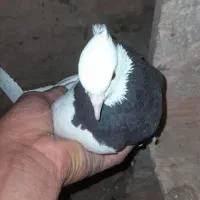 جوفتش باهم ۱۲۰۰ معاوضه هم دارم|پرنده|سبزوار, قائم|دیوار