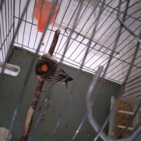 گلبسر|پرنده|سرپل ذهاب, |دیوار