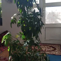 گل اپارتمانی|گل و گیاه طبیعی|میاندوآب, |دیوار