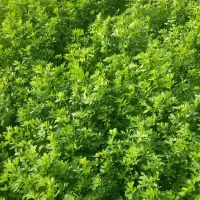 یونجه ساقه ریز گوسفندی