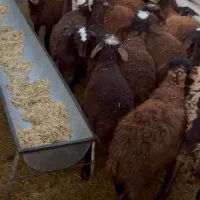 ۱۳ عدد بره ماده جنس فشندی|حیوانات مزرعه|هشتگرد, تهران دشت|دیوار