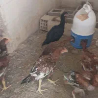 جوجه مرغ لاری|حیوانات مزرعه|سیرجان, |دیوار