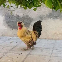 مرغ و خروس سلطان