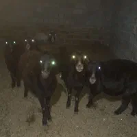 پنج عدد میش داشتی|حیوانات مزرعه|طاغنکوه, |دیوار