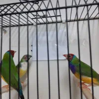 فنچ گلدین و نرگسی و مکمل