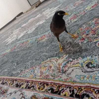 مرغ مینای3ساله سرحال و بازیگوش|پرنده|میناب, |دیوار