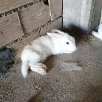 یک جفت خرگوش بالغ