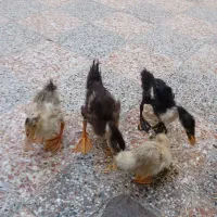 ۴ تا اردک سه ماهه