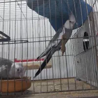 جفت عروس وایت فیس روتخم بشرط