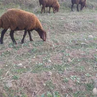 بره نر همووچند قلو زا خالص.|حیوانات مزرعه|خدا آفرین, |دیوار