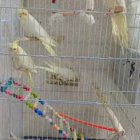 عروس هلندی|پرنده|مشهد, کشف|دیوار