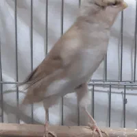 فروش دو قناری گلستر نروماده|پرنده|محمدیه-قزوین, |دیوار