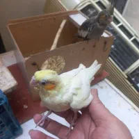 جوجه عروس سرلاکی