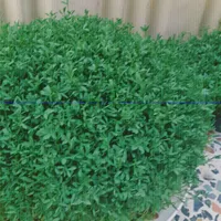 سبزه مراسمات