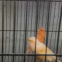 قناری جفت ورسمی بلند