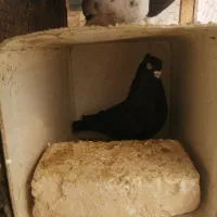 کبوتر|حیوانات|حمیدیا, |دیوار