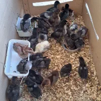 جوجه لاری افغان ۱۰ روزه