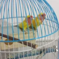 طوطی بزریلی نره و ماده|پرنده|قم, آزادگان|دیوار