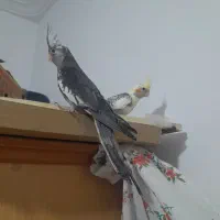 عروس هلندی|پرنده|شوشتر, |دیوار