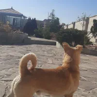 سگ پا کوتاه