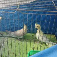 یک جفت عروس هلندی مولد و دو عدد جوجه 6ماهه|پرنده|فلاورجان, |دیوار