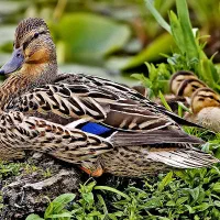 اوردک پروازی اصل