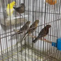 فروش قناری نر وماده|پرنده|بهبهان, |دیوار
