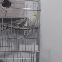 سهره مرغ عشق عروس|پرنده|قزوین, |دیوار