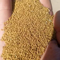 ارایه بذر یونجه