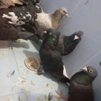 کفتر پرشی بازی کن به شرط