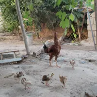 تعدادی مرغ و خروس ب همراه جوجه ها