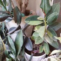 فیکوس دورنگ و شرابی