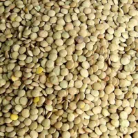 فروش عدس نمین