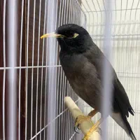 مرغ مینا