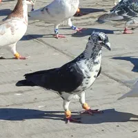 کبوترگم شده|پرنده|گنبد کاووس, |دیوار