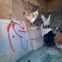 خروس