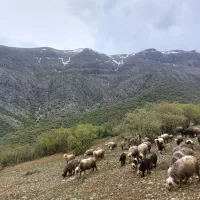 کاوه ماده اصیل بختیاری