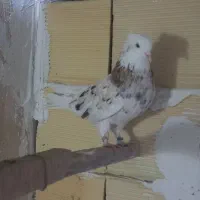 ۳ تا کفتر عطیقه|پرنده|شهریار, شهریار|دیوار