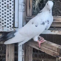 ماده کفتر عالی|پرنده|گرمسار, |دیوار