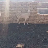 بزغاله نرسانن فروشی|حیوانات مزرعه|قهستان, |دیوار