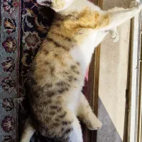 واگذاری رایگان گربه|گربه|قدس, شهرقدس|دیوار