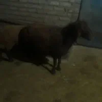 میش و بره|حیوانات مزرعه|نورآباد, |دیوار