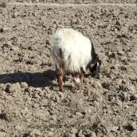 بز فروشی|حیوانات مزرعه|خوسف, |دیوار