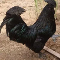 خروس ایام سمانی