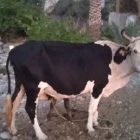 گاو شیری