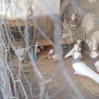 کفتر طوقی|پرنده|گناباد, |دیوار