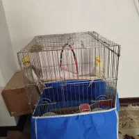 عروس هلندی نرو ماده|پرنده|برخوار, |دیوار