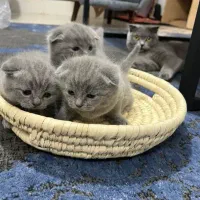 گربه اسکاتیش فولد و آنفولد|گربه|کرمان, |دیوار