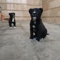 توله سگ قهدریجانی